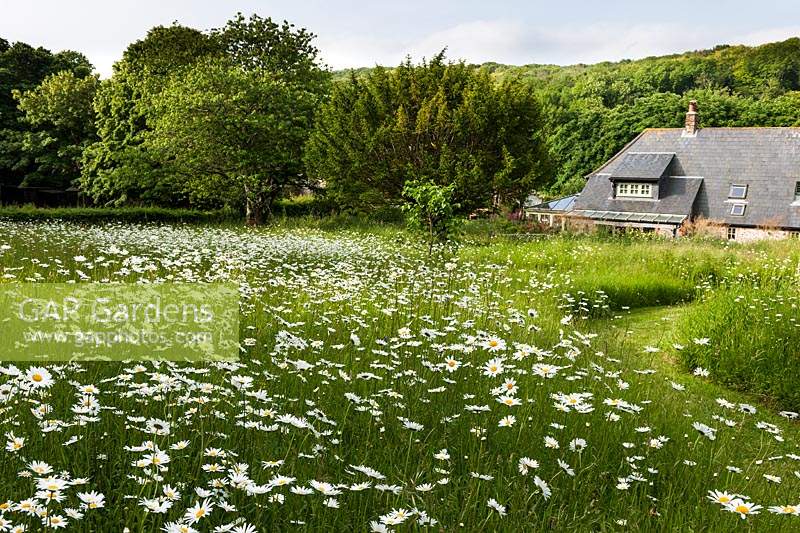 Prairie de fleurs sauvages à la Long House dans le Sussex
