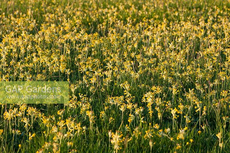 primevère primula veris