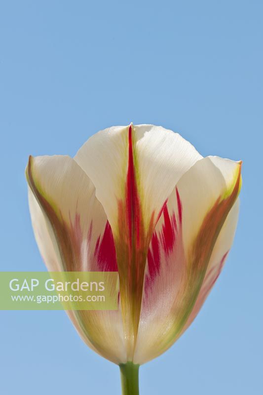 Tulipe Tulipa viridiflora 'Flaming Spring Green'