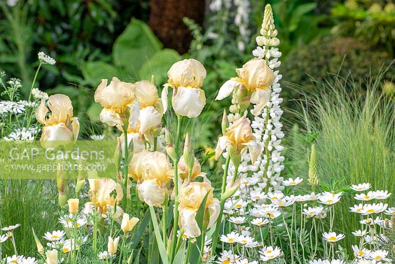 Vivaces mixtes au début de l'été dans The Greenfingers Charity Garden. Conçu par Kate Gould Gardens, parrainé par Greenfingers Charity, RHS Chelsea Flower Show, 2019.
