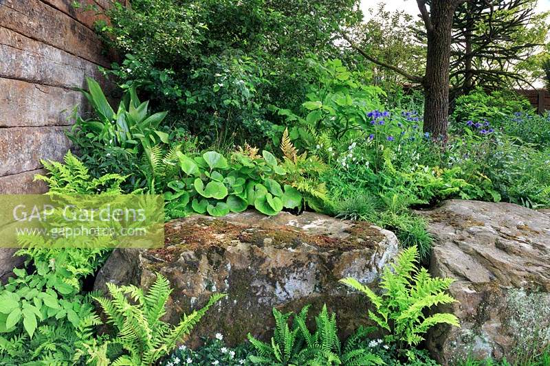 Fougères plantées autour des rochers dans le jardin de la résilience au RHS Chelsea Flower Show 2019. Designer: Sarah Eberle - Parrain: The Forestry Commission. Médaille d'or.