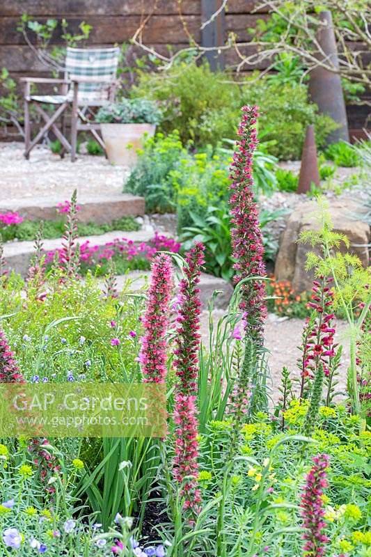 Le jardin de la résilience au RHS Chelsea Flower Show 2019. Designer: Sarah Eberle. Commanditaires: Gravetye Manor Hotel and Restautant, Kingscote Estate, Forestry Commission, Royal Botanic Gardens Kew, Scottish Foresty, Welsh Government. Plantation de lupins dans un parterre mixte