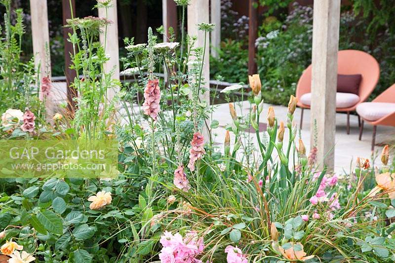 Le Wedgwood Garden, la plantation à l'avant du jardin comprend Verbascum 'Helen Johnson', Iris 'Pink Charm' et Daucus carota 'Dara' - Design: Jo Thompson - Sponsor: Wedgwood