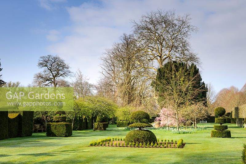 Formes d'if topiaire sur la pelouse principale, Highgrove House, mars 2019.