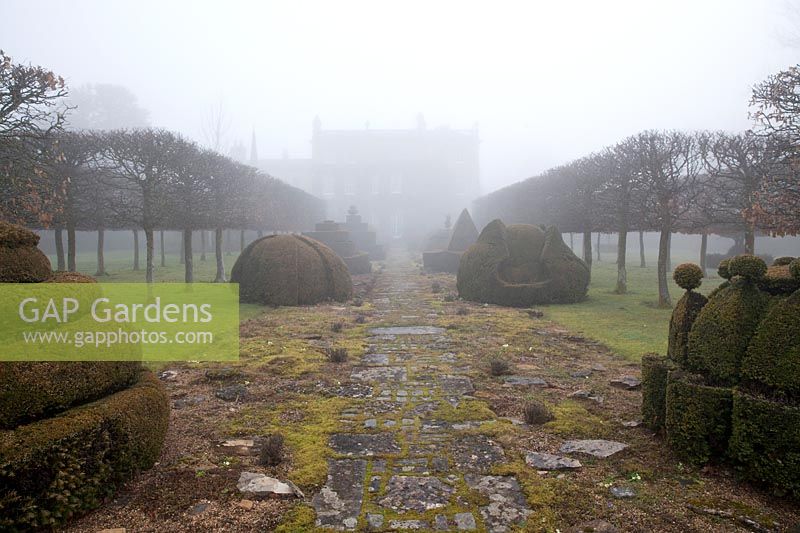 The Thyme Walk in the mist, avec Golden Yew Topiary, Highgrove Garden en février 2019.