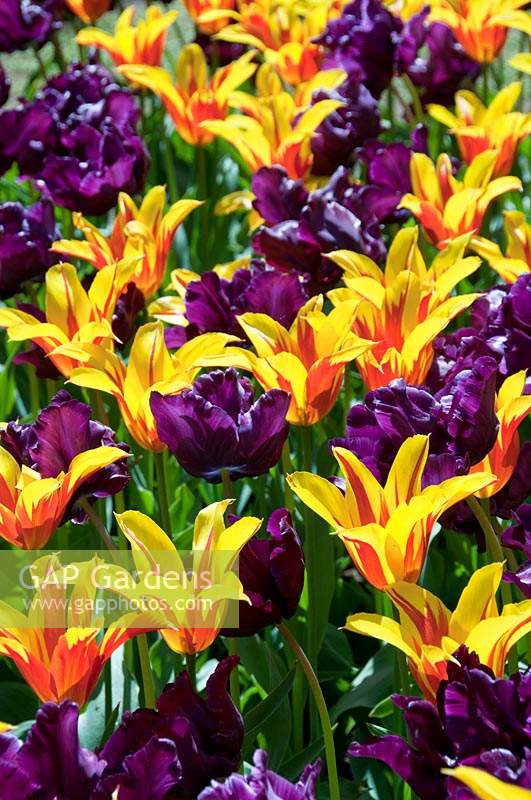 Tulipa Fire Wings, Victoria's Secret