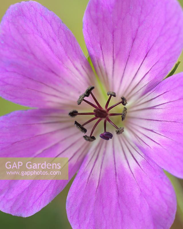 Geranium Shocking Blue