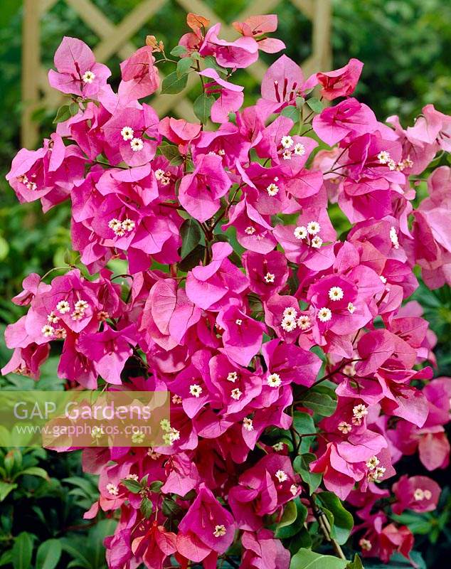 Bougainvillier rose