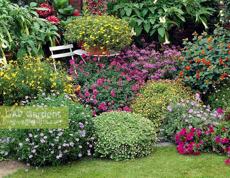Collection de plantes de patio, Brugmansia, Scaevola, Impatiens, Abutilon, Senna
