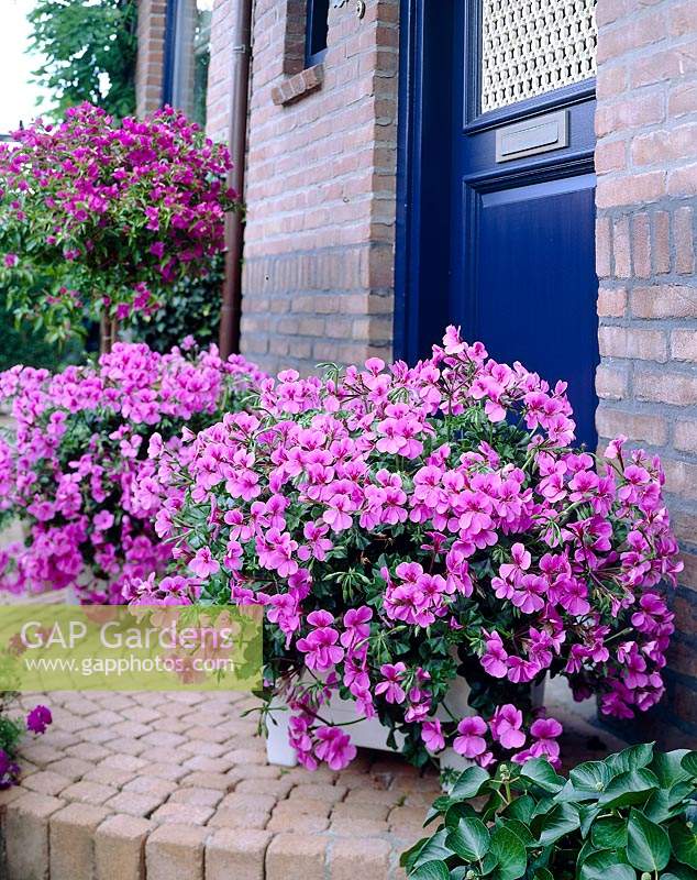 Pelargonium Blue Blizzard