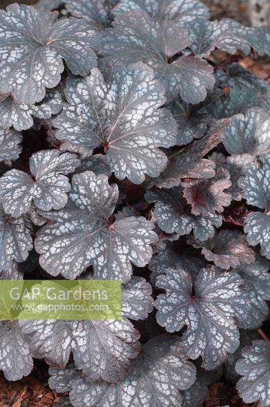 Heuchera Midnight Burgundy