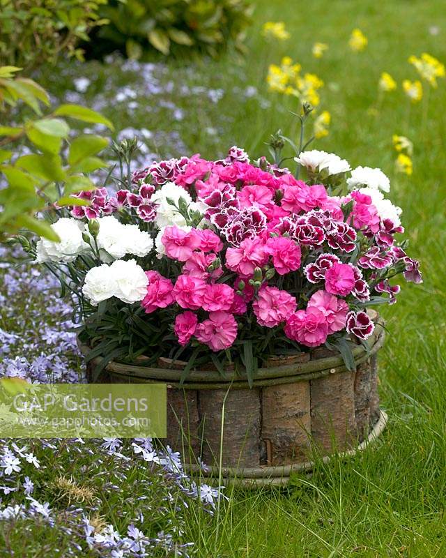 Dianthus mélangé