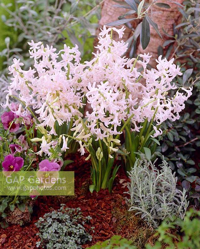 Festival blanc de Hyacinthus orientalis