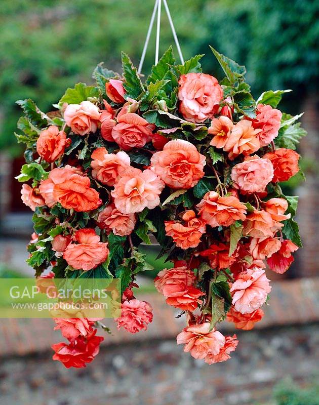 Begonia splendide Rose