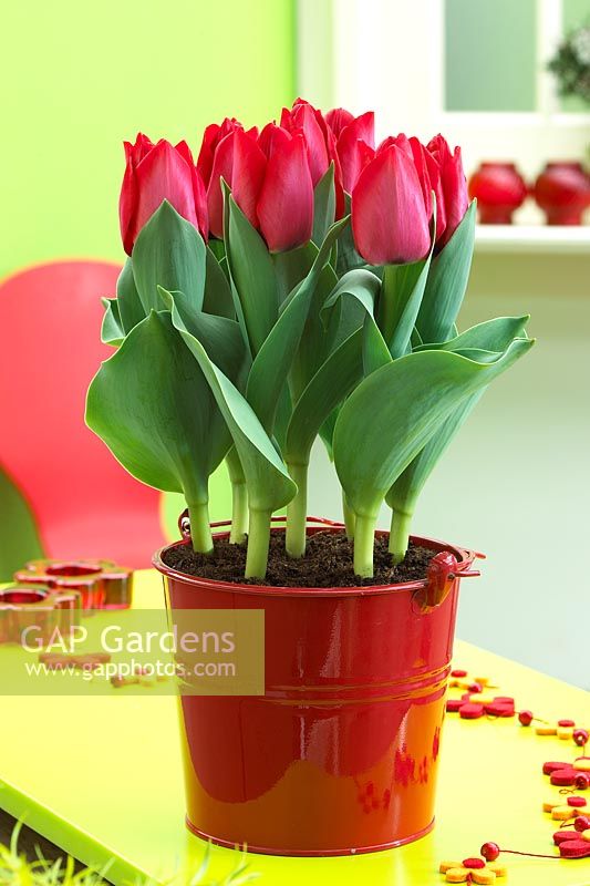 Tulipa Spryng ®