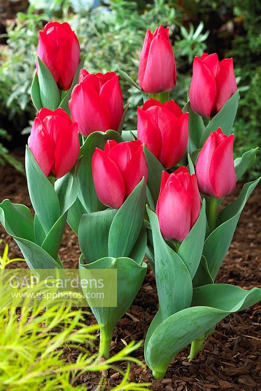 Tulipa Spryng ®
