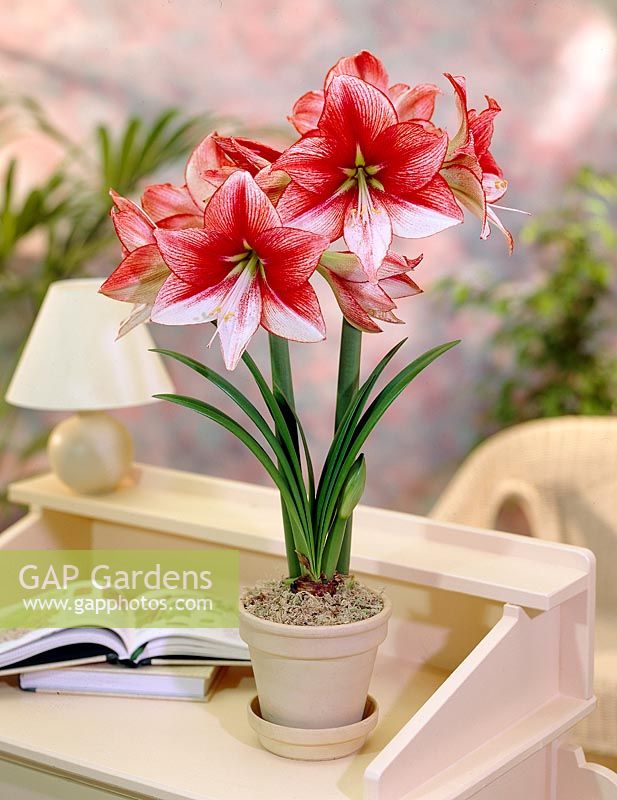 Hippeastrum Showmaster ®