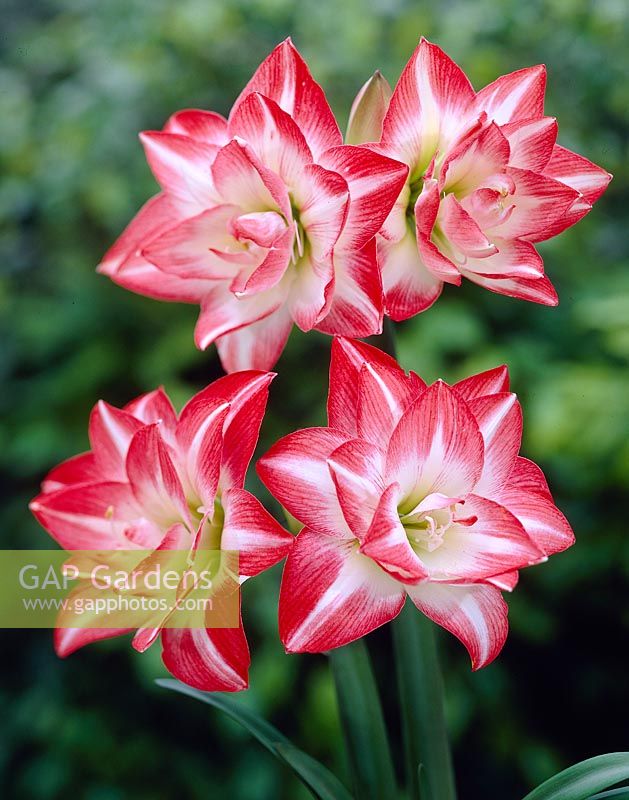 Hippeastrum Blossom Peacock