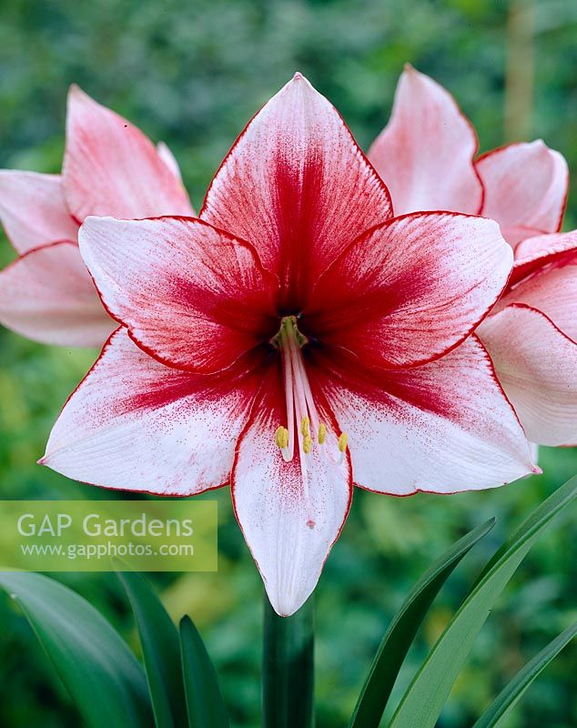 Hippeastrum Temptation ®