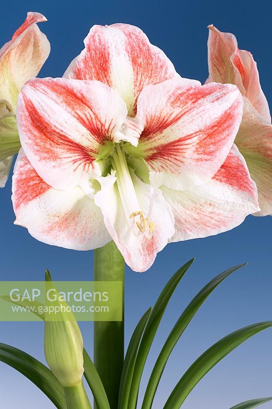 Hippeastrum 2005-2A