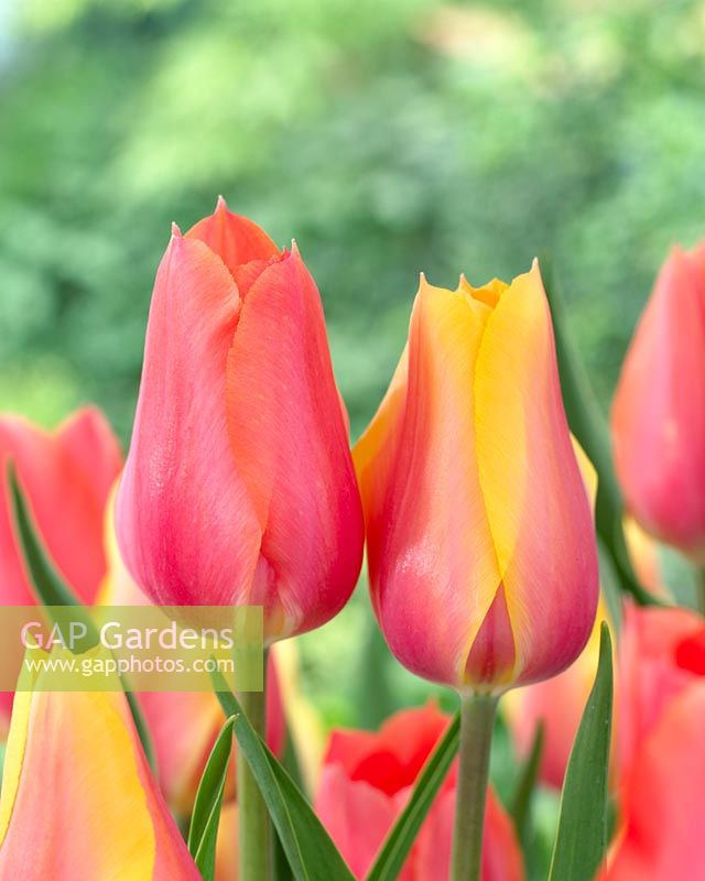 Tulipa Blushing Beaty, Tulipa Perestroyka