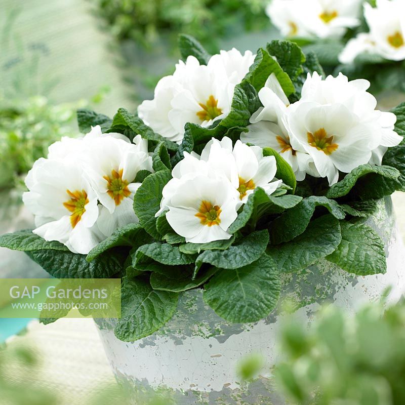 Primula vulgaris Salome ® Blanc
