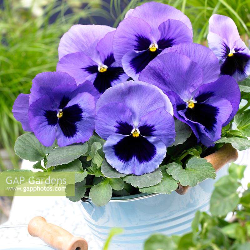 Viola Goliath Blue avec tache