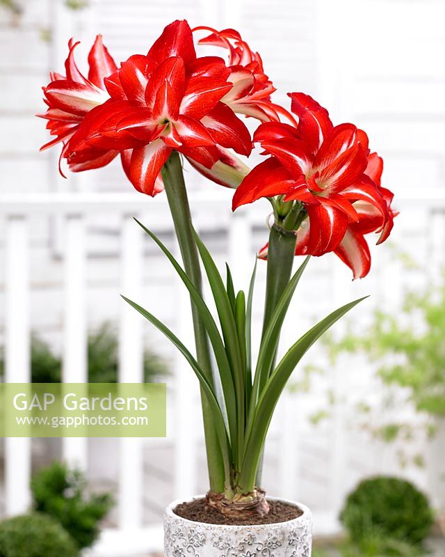 Hippeastrum Splash