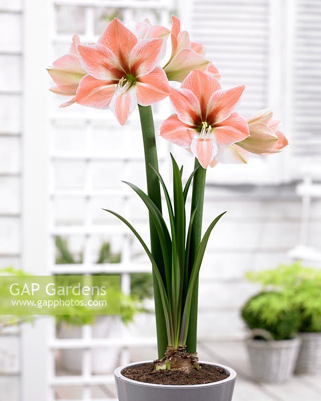 Hippeastrum Apricot Parfait