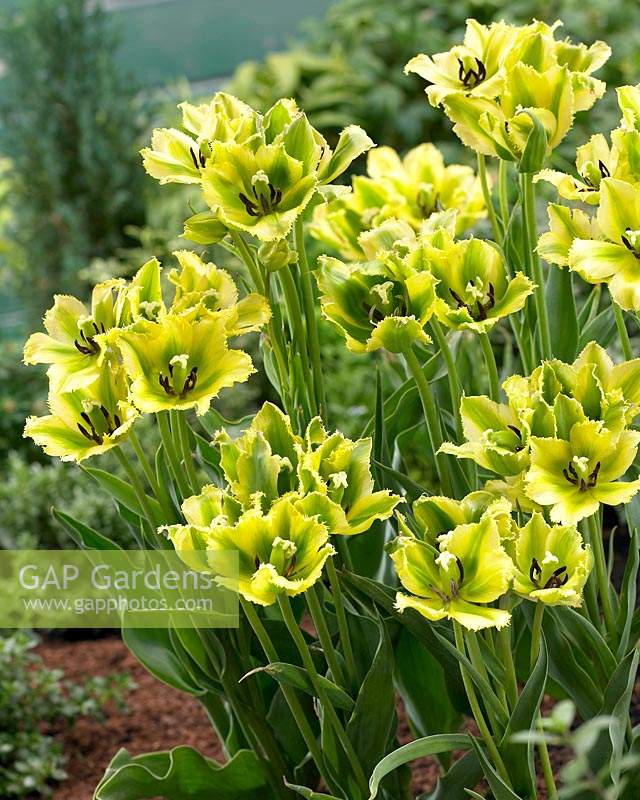 Tulipa Green Jay