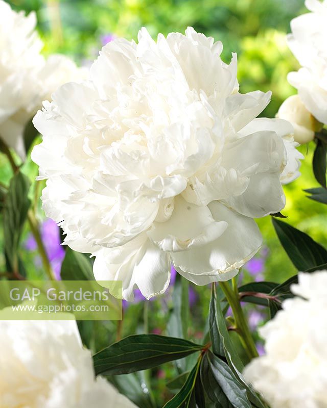 Paeonia Sarah Bernhardt Super White