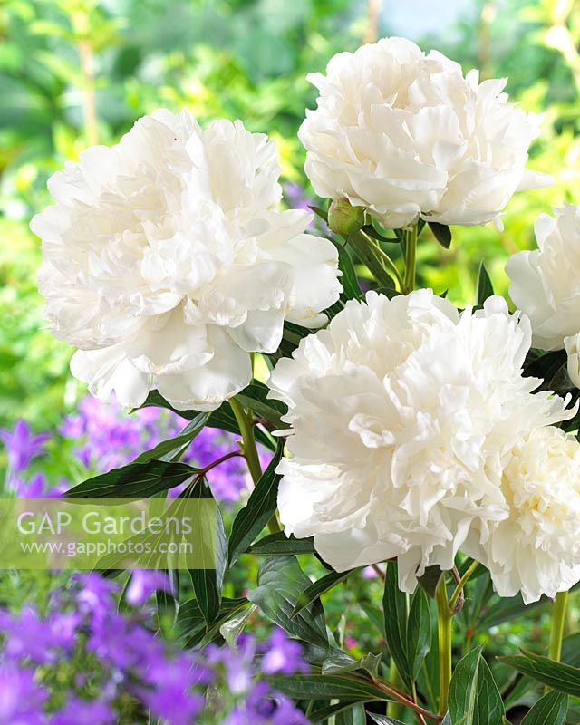 Paeonia Sarah Bernhardt Super White