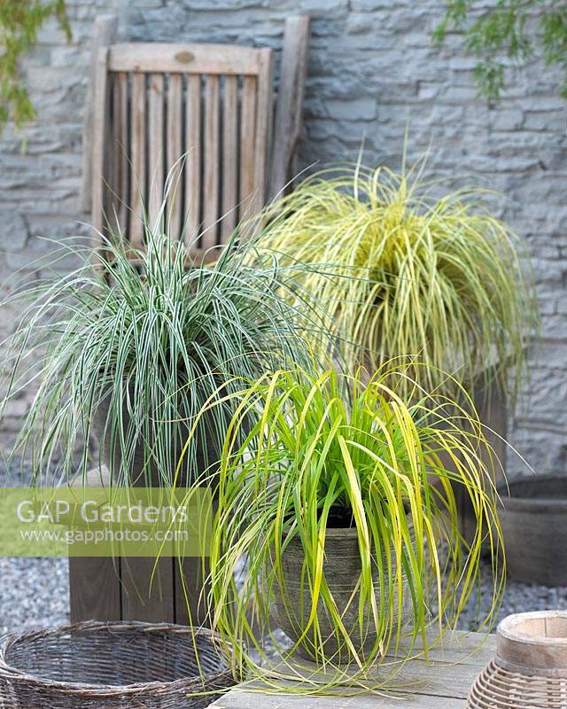 Collection Carex EverColor®