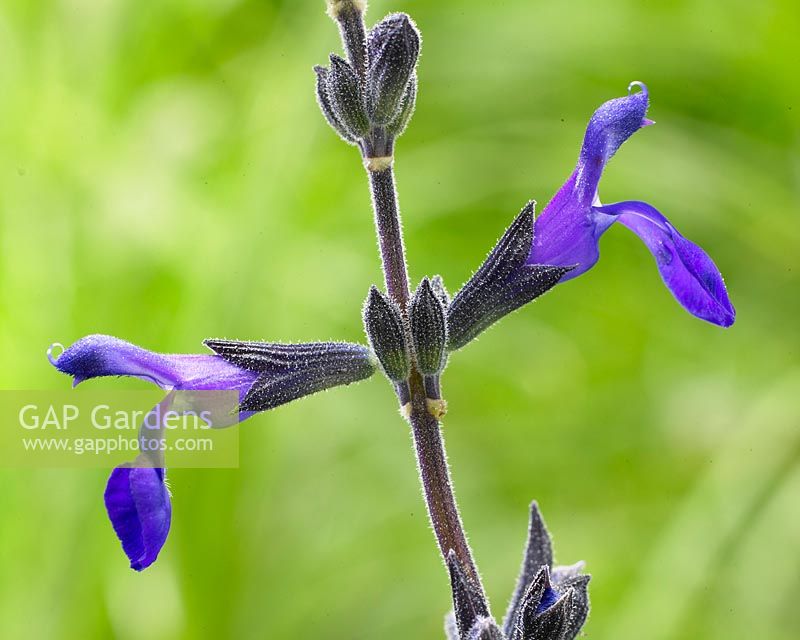 Salvia Blue Note