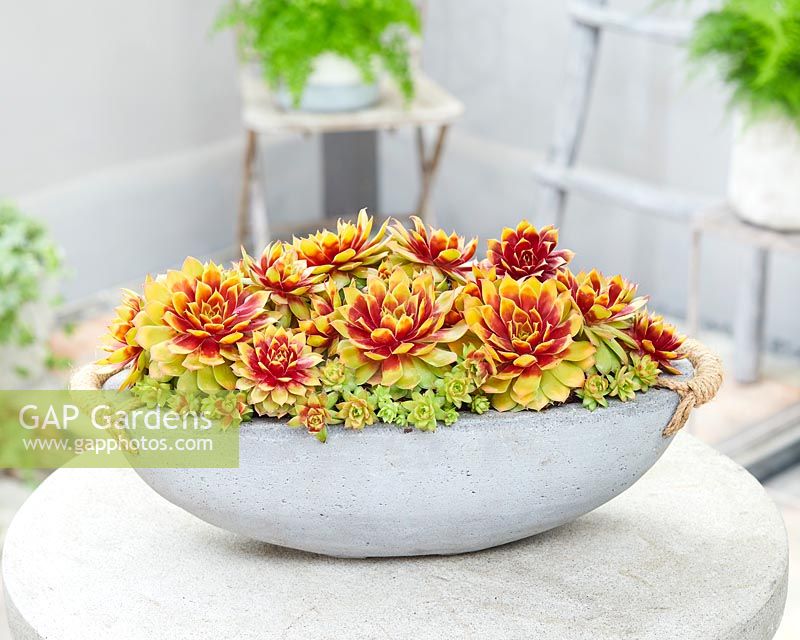 Pépite d'or Sempervivum Chick Charms®