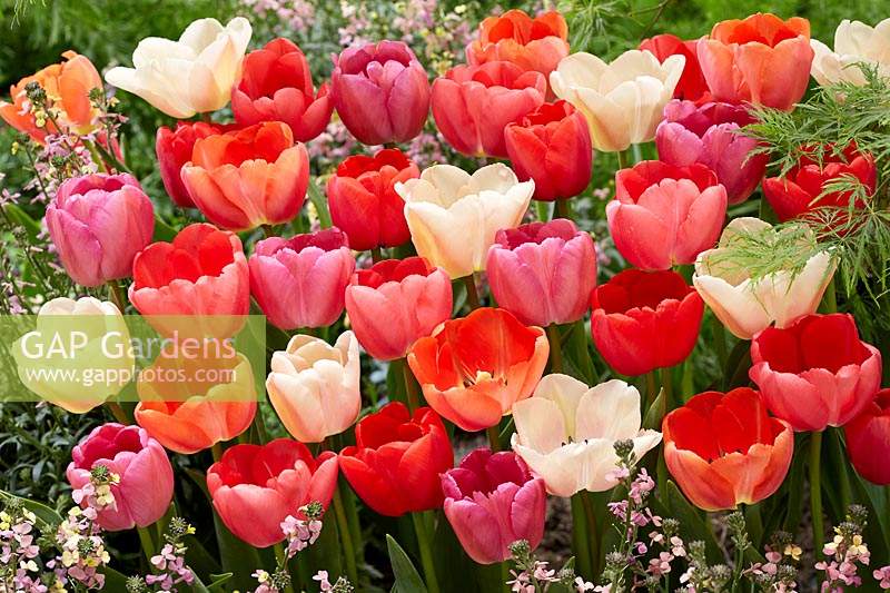 Mélange Tulipa Pride