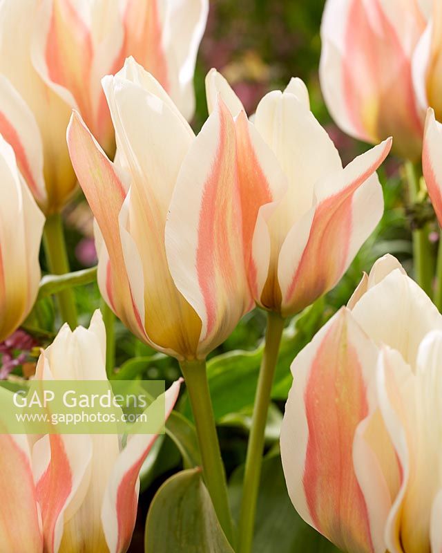Tulipa multi-floraison