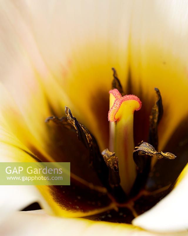 Détail multi-floraison Tulipa
