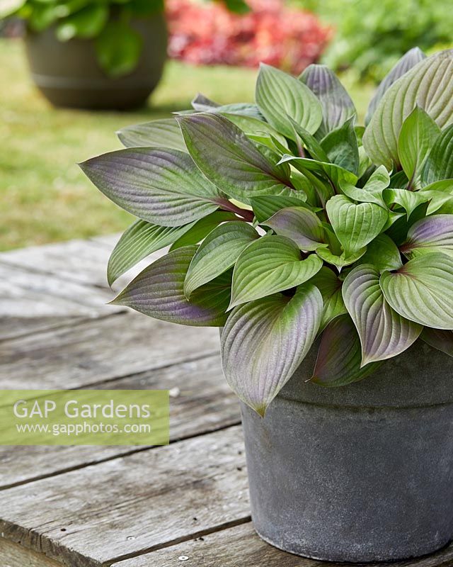 Hosta First Blush