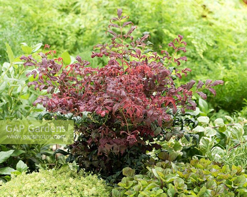 Nandina domesica Obsessed Curly