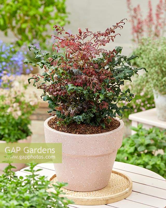 Nandina domestica Obsessed Curly