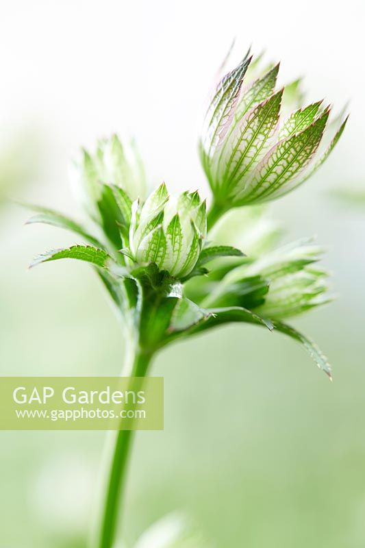 Astrantia major Florence