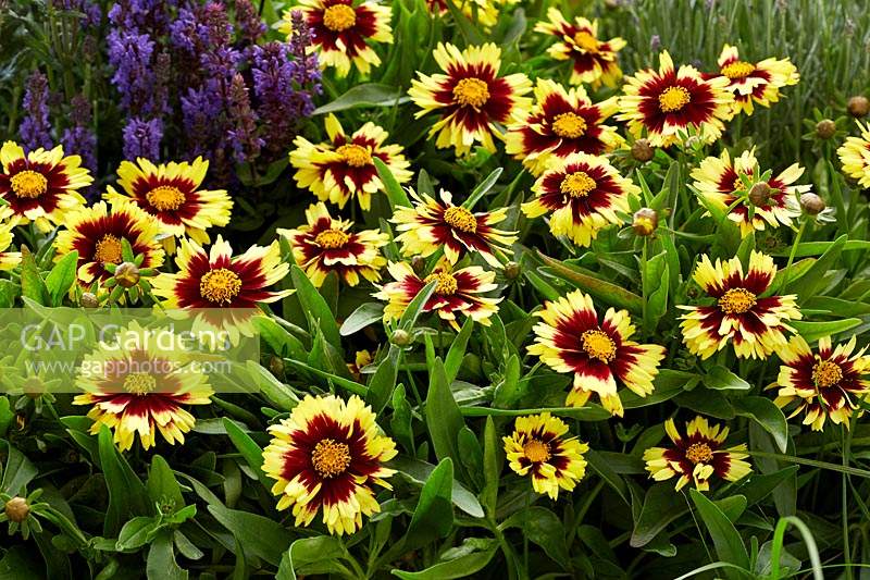 Coreopsis Bengal Tiger