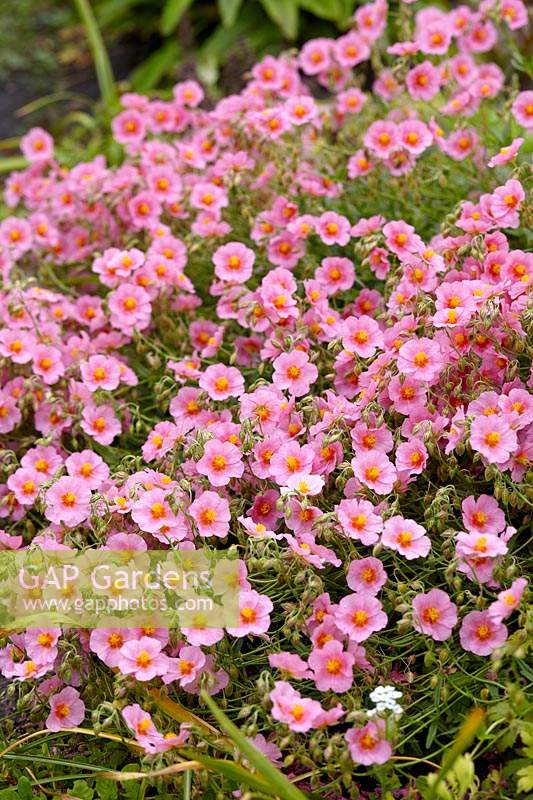 Helianthemum Lawrenson's Pink