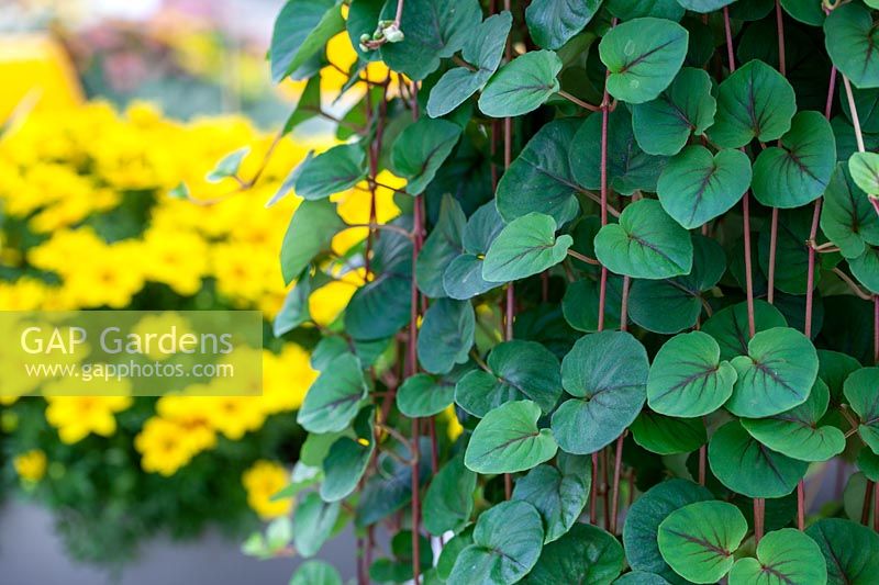 Lysimachia Fancifillers Sunburst