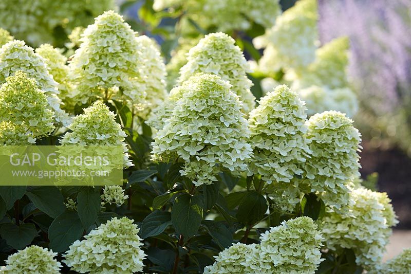 Bougie magique Hydrangea paniculata