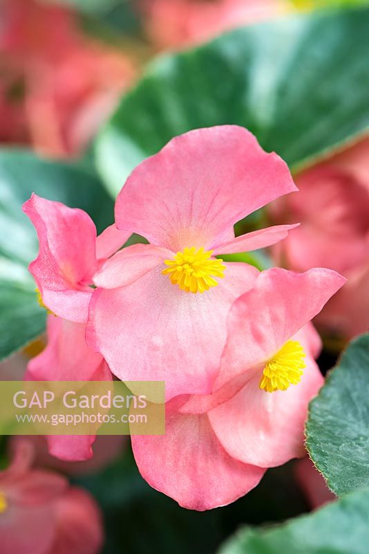 Begonia x benariensis Whopper Rose avec feuille verte