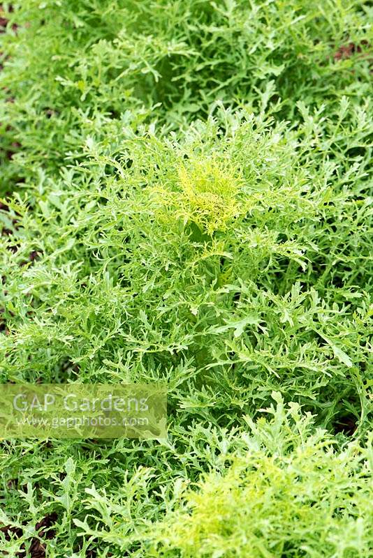 Séries d'or de Brassica juncea