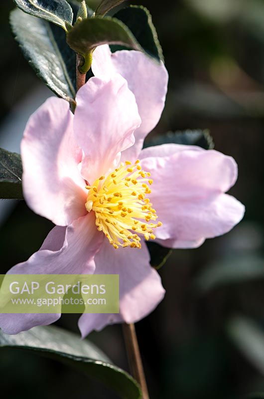 Camellia Londontowne Blush