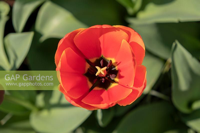 Tulipa Worlds Favorite